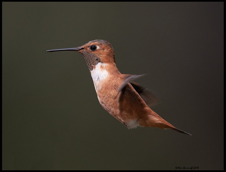 _8SB8705 rufous hummingbird.jpg